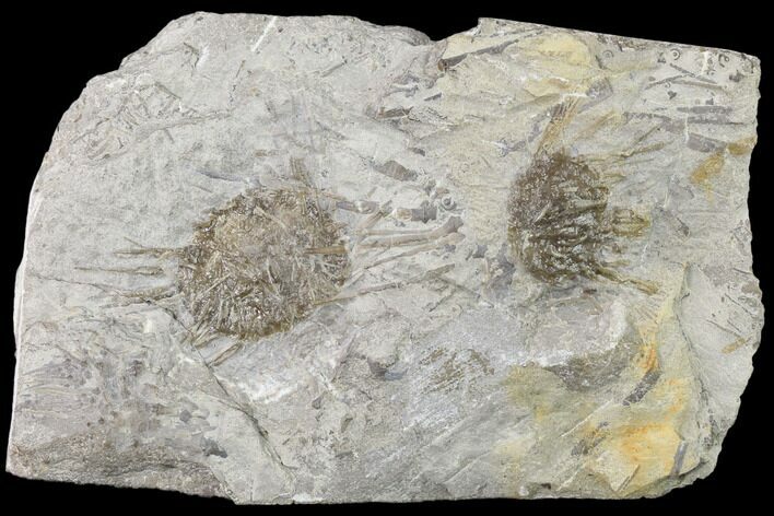 Two Mississipian Echinoids (Archaeocidaris) - Missouri #145232